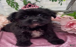 Shorkie dogs for sale: Little Mercedes - Image 4