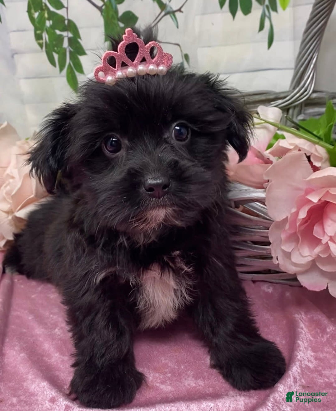 Shorkie dogs for sale: Little Mercedes - Image 4