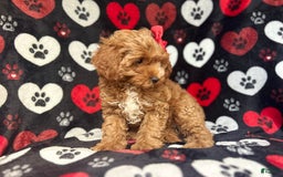 Cavapoo dogs for sale: Shayla - Image 6