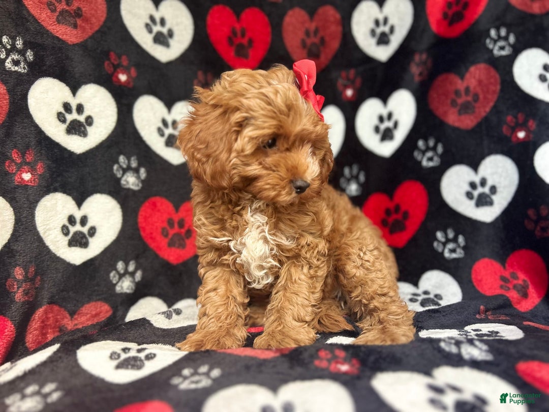 Cavapoo dogs for sale: Shayla - Image 6