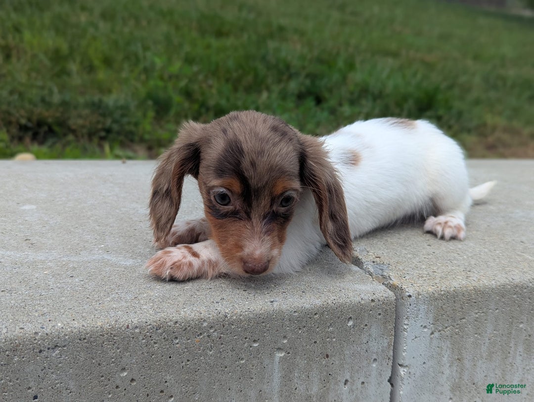 Dachshund dogs for sale: Pepper - Image 1