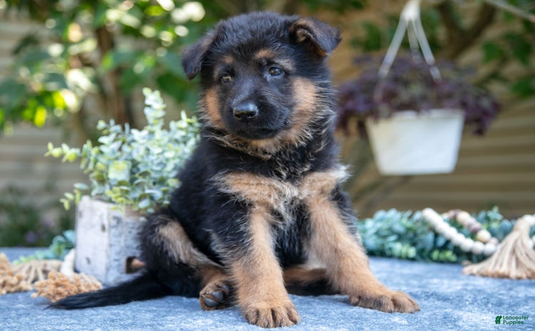 German Shepherd dogs for sale - Ad 2