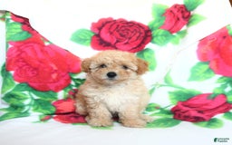 Toy Poodle dogs for sale: Toy Poodle 4 puppies - Image 10