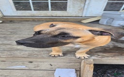 Cane Corso dogs for sale: Tiny - Image 2