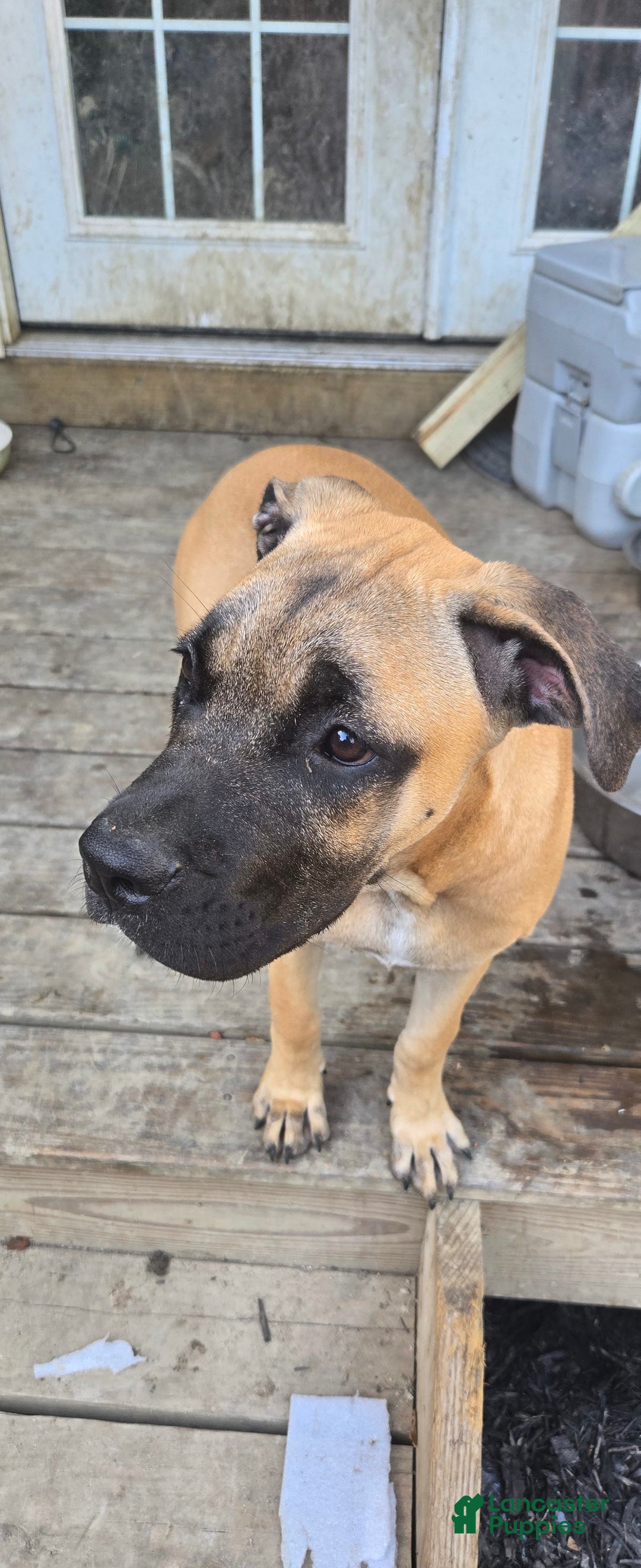 Cane Corso dogs for sale: Tiny - Image 2