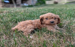 Cavapoo dogs for sale: Axel - Image 26