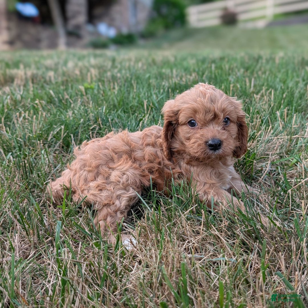 Cavapoo dogs for sale: Axel - Image 26