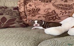 Boston Terrier dogs for sale: Corbin - Image 3