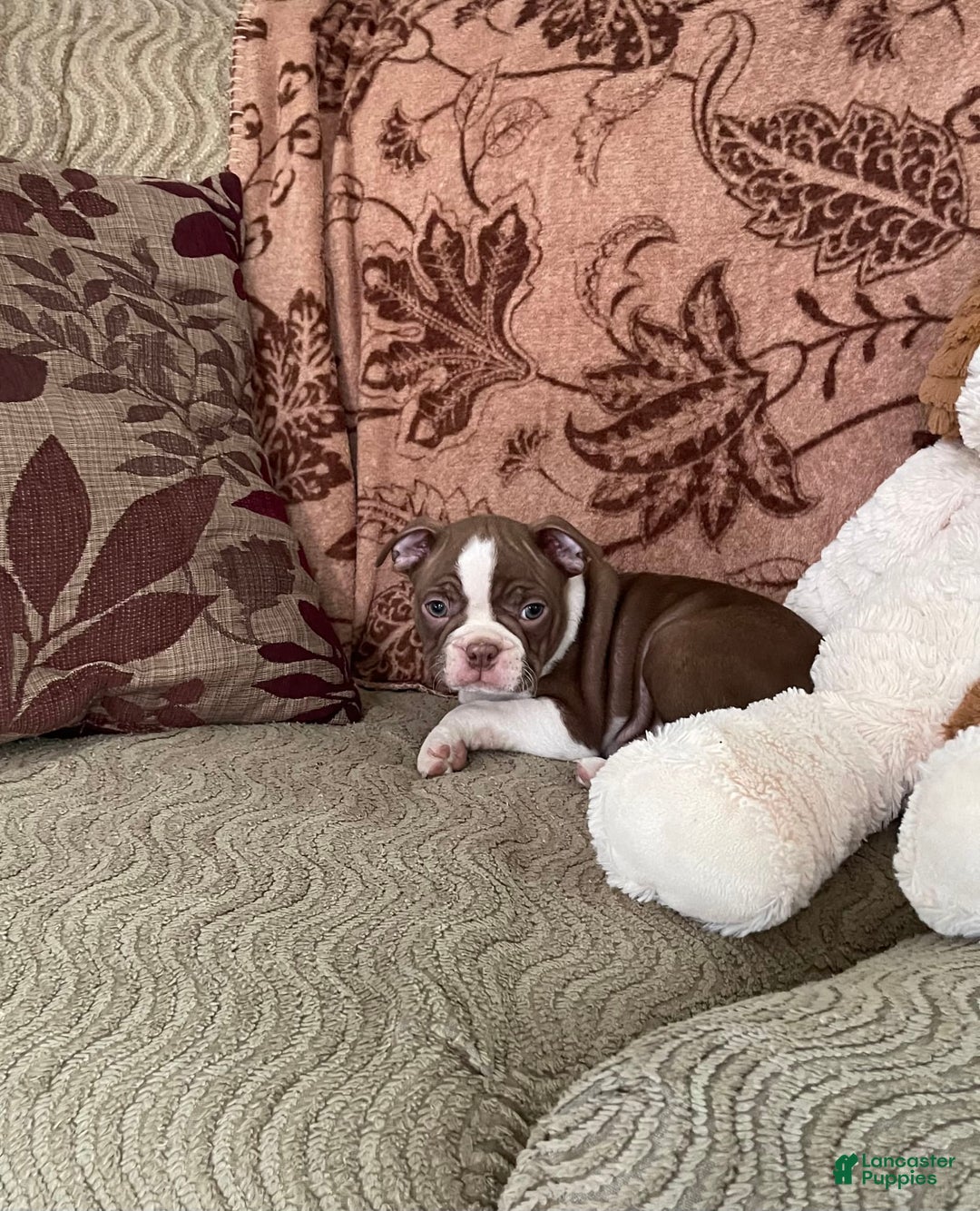 Boston Terrier dogs for sale: Corbin - Image 3