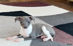 Italian Greyhound dogs for sale: Heidi - Image 6