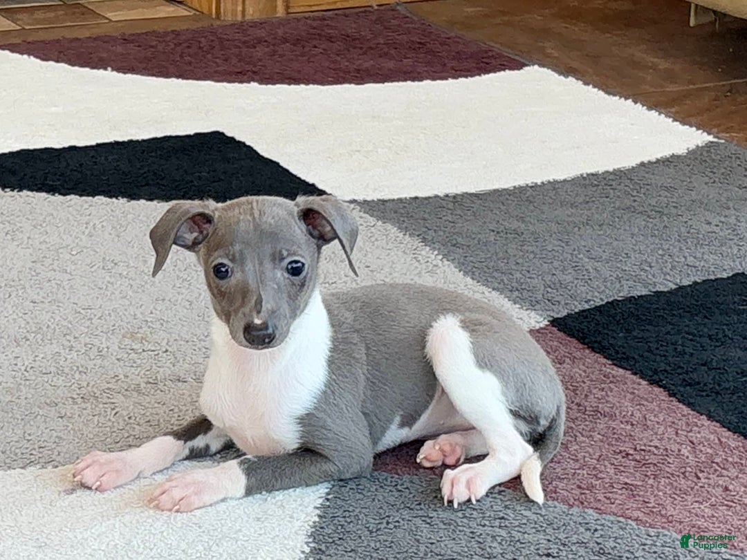 Italian Greyhound dogs for sale: Heidi - Image 6