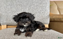 Havapoo dogs for sale: Tim - Image 2