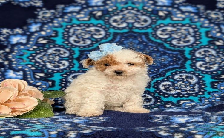 Toy Poodle dogs for sale - Ad 1