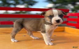 Boxer dogs for sale: Pickles - Image 3