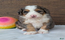 Mini Bernedoodle dogs for sale: Indy - Image 7