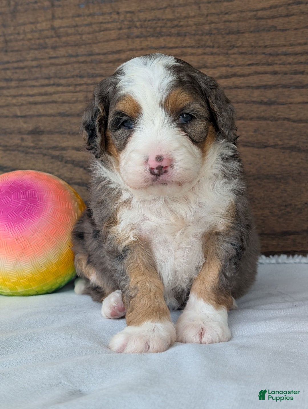 Mini Bernedoodle dogs for sale: Indy - Image 7