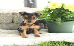 Yorkshire Terrier dogs for sale: Teacup Teddy - Image 3