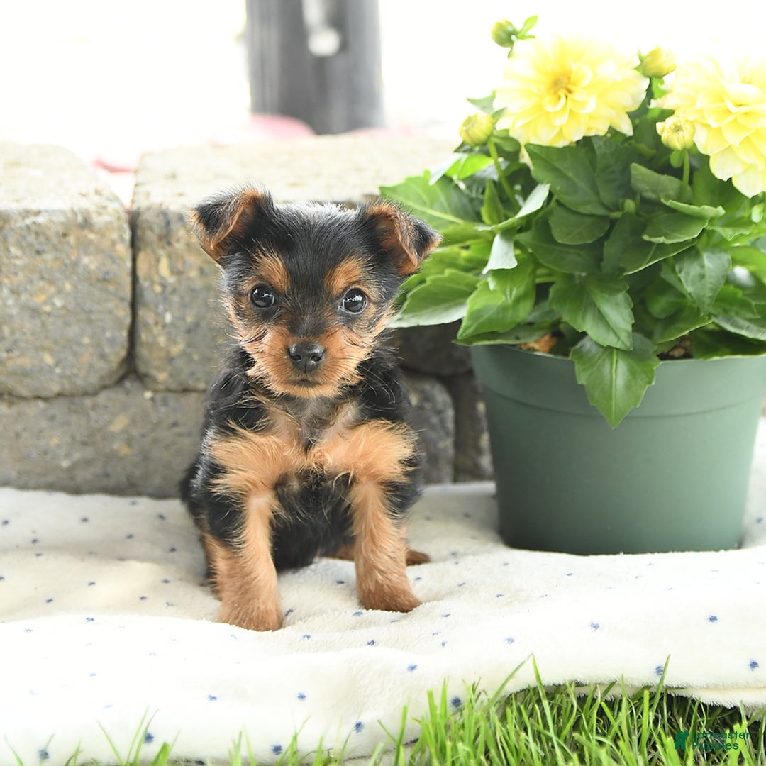Yorkshire Terrier dogs for sale: Teacup Teddy - Image 3