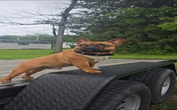 French Bulldog dogs for sale: Raider - Image 39