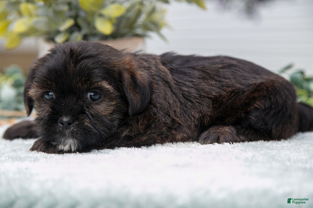 Shorkie dogs for sale: Lou - Image 2