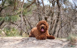 Labradoodle dogs for sale: Sarah - Image 4