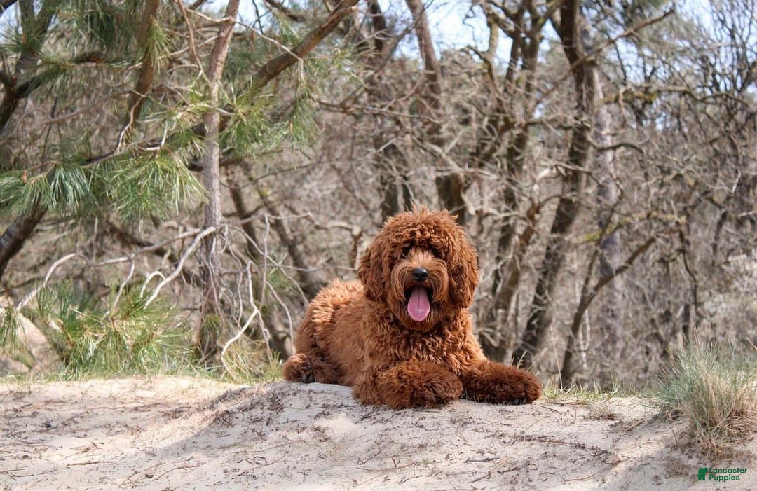 Labradoodle dogs for sale: Sarah - Image 4