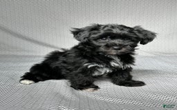 Yochon dogs for sale: Penny - Image 3
