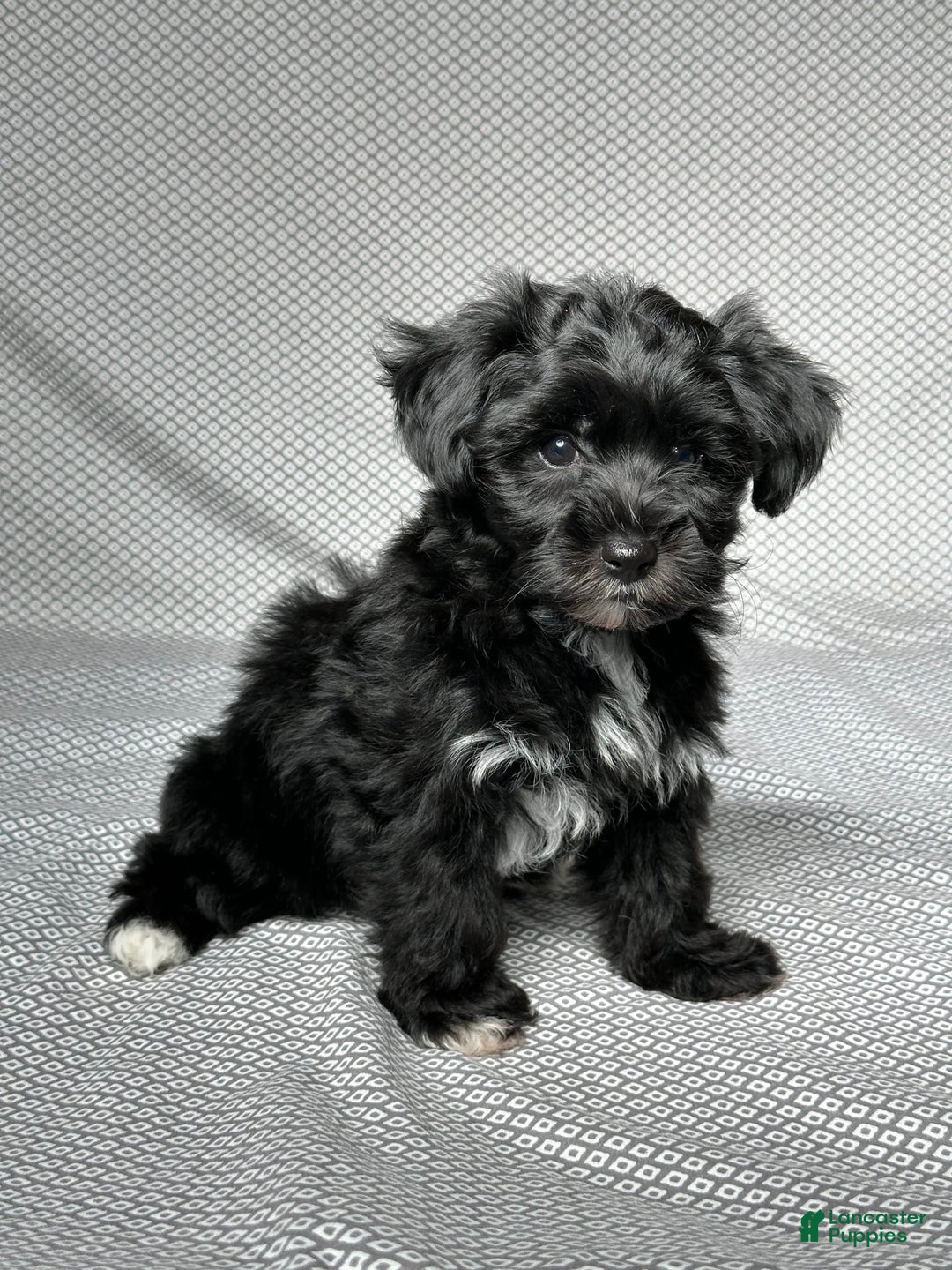 Yochon dogs for sale: Penny - Image 3