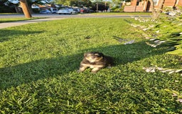 Australian Shepherd dogs for sale: Miss Rotti - Image 2
