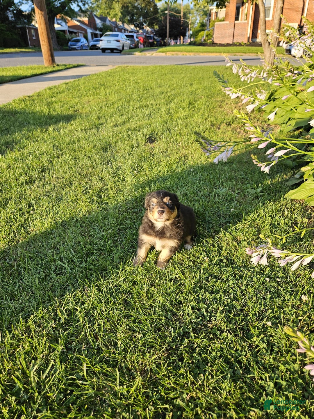 Australian Shepherd dogs for sale: Miss Rotti - Image 2