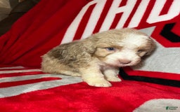 Mini Aussiedoodle dogs for sale: Sunny - Image 3