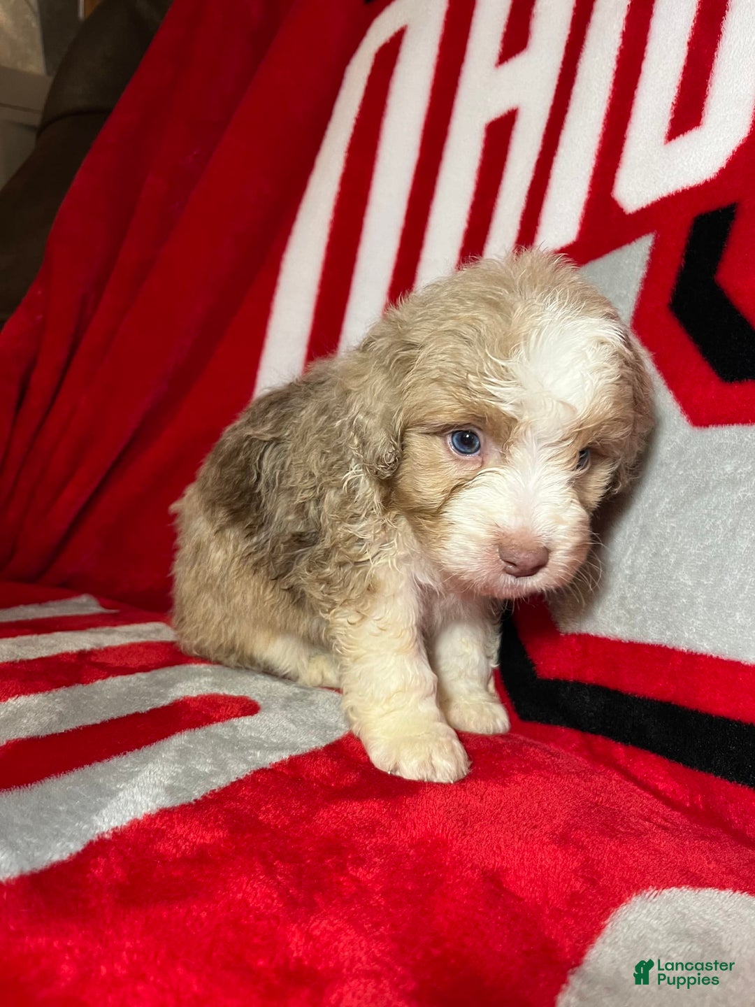 Mini Aussiedoodle dogs for sale: Sunny - Image 3