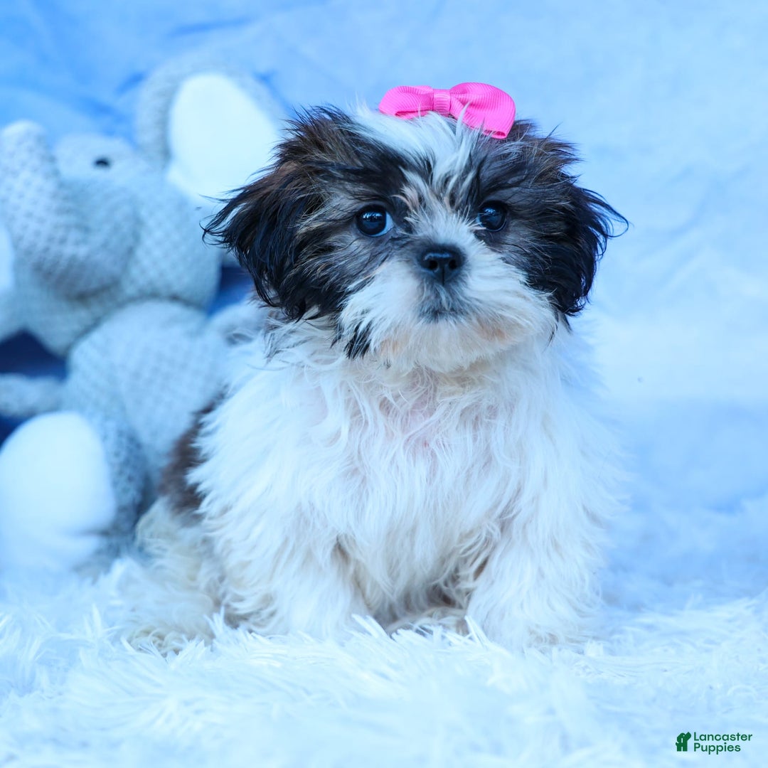 Shih Tzu dogs for sale: Bethany - Image 10