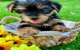 Yorkshire Terrier dogs for sale: Yorkshire Terrier 2 puppies - Image 6
