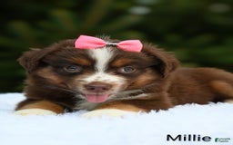 Miniature Australian Shepherd dogs for sale: Millie - Image 1