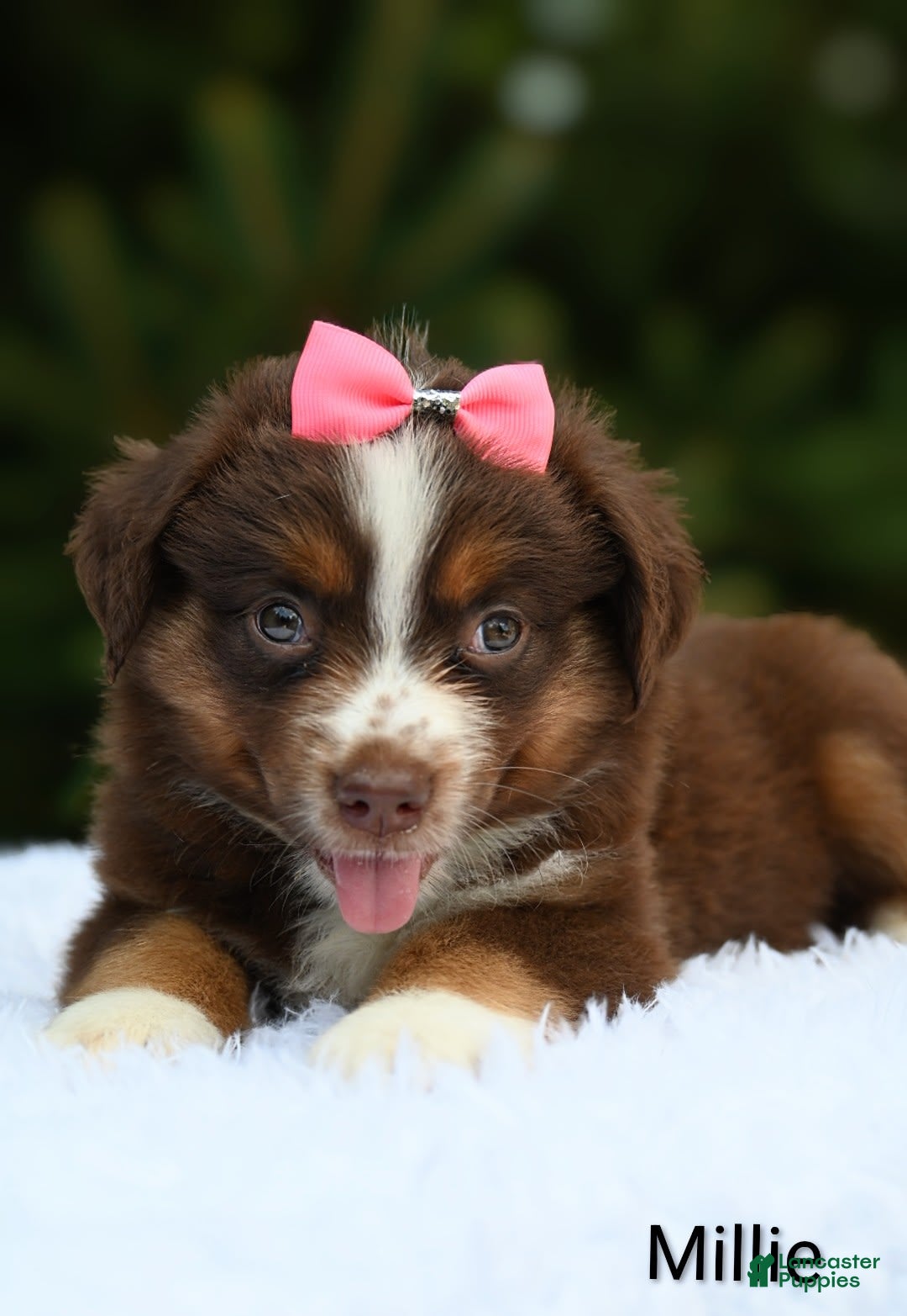 Miniature Australian Shepherd dogs for sale: Millie - Image 1