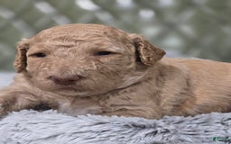 Standard Poodle dogs for sale: Mango - Image 3