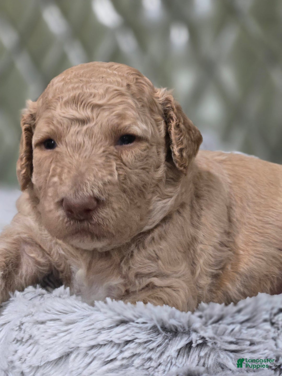 Standard Poodle dogs for sale: Mango - Image 3