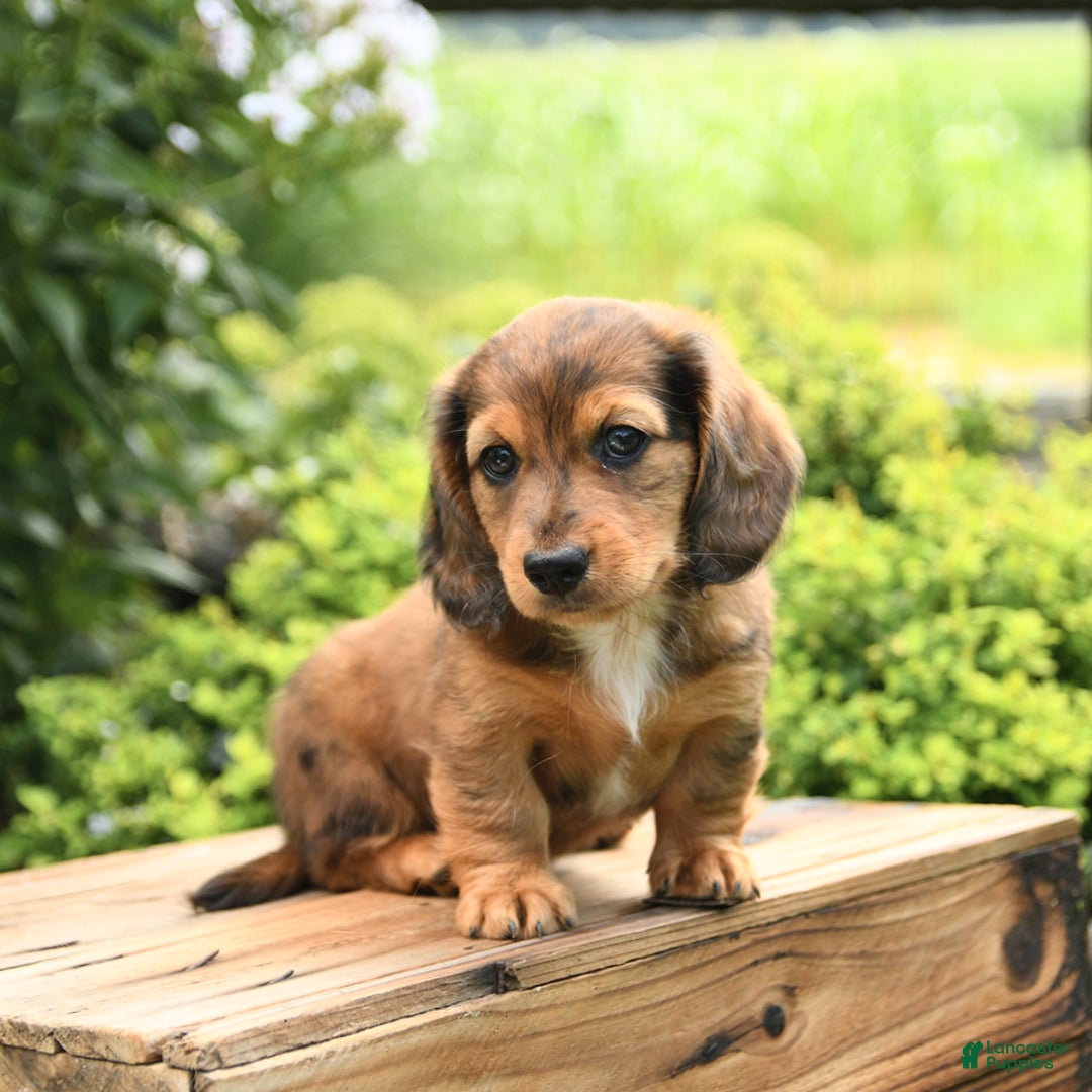 Dachshund dogs for sale: Allie - Image 3