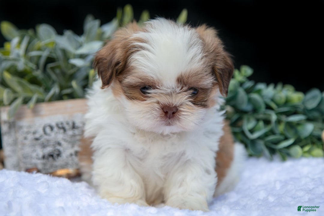 Shih Tzu dogs for sale: Colby - Image 2