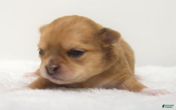 Chihuahua dogs for sale: Maple - Image 3