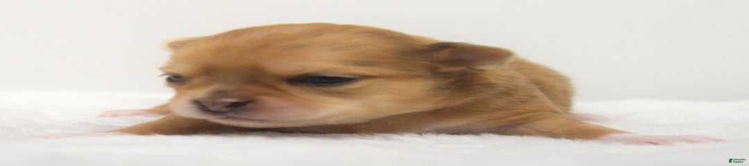 Maple