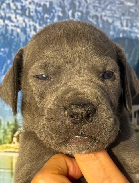 Great Dane dogs for sale: Larry - Blue - Image 3