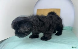 Yorkshire Terrier dogs for sale: Zuri - Image 3