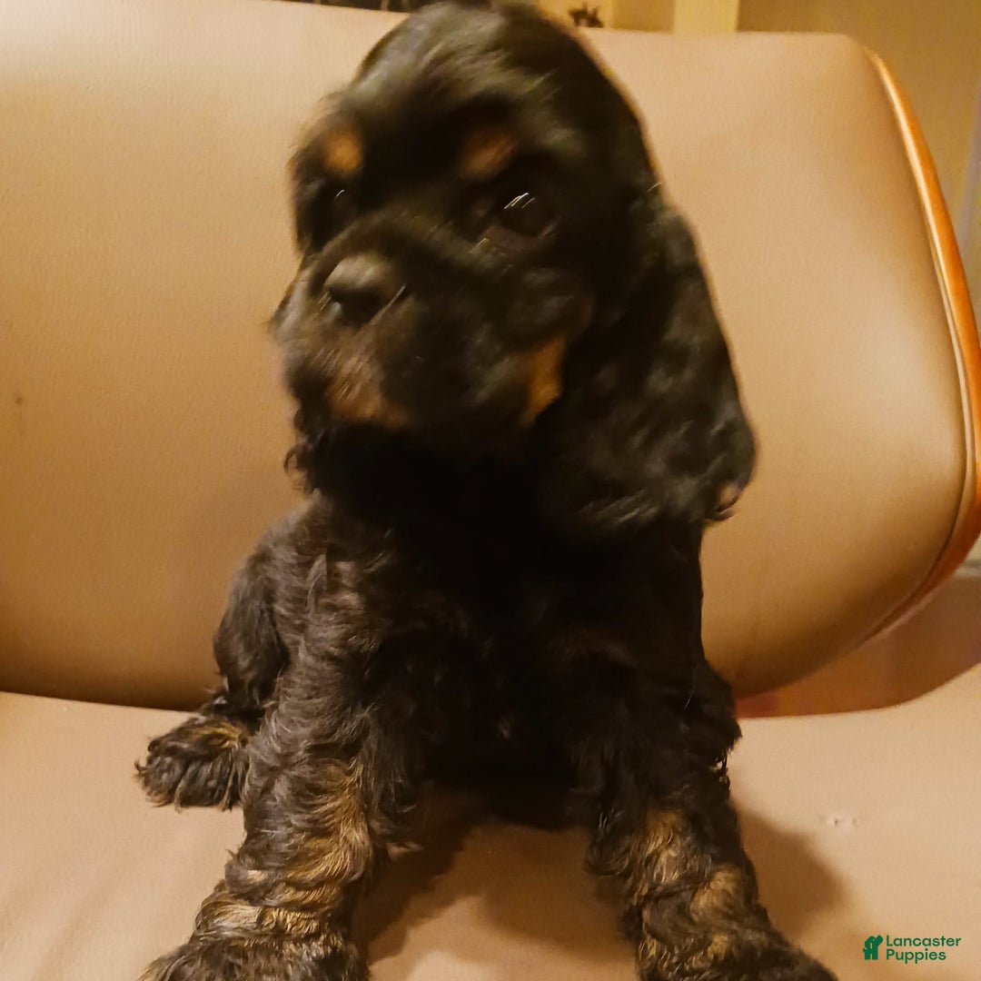 Cocker Spaniel dogs for sale: Cocker Puppy - Image 4