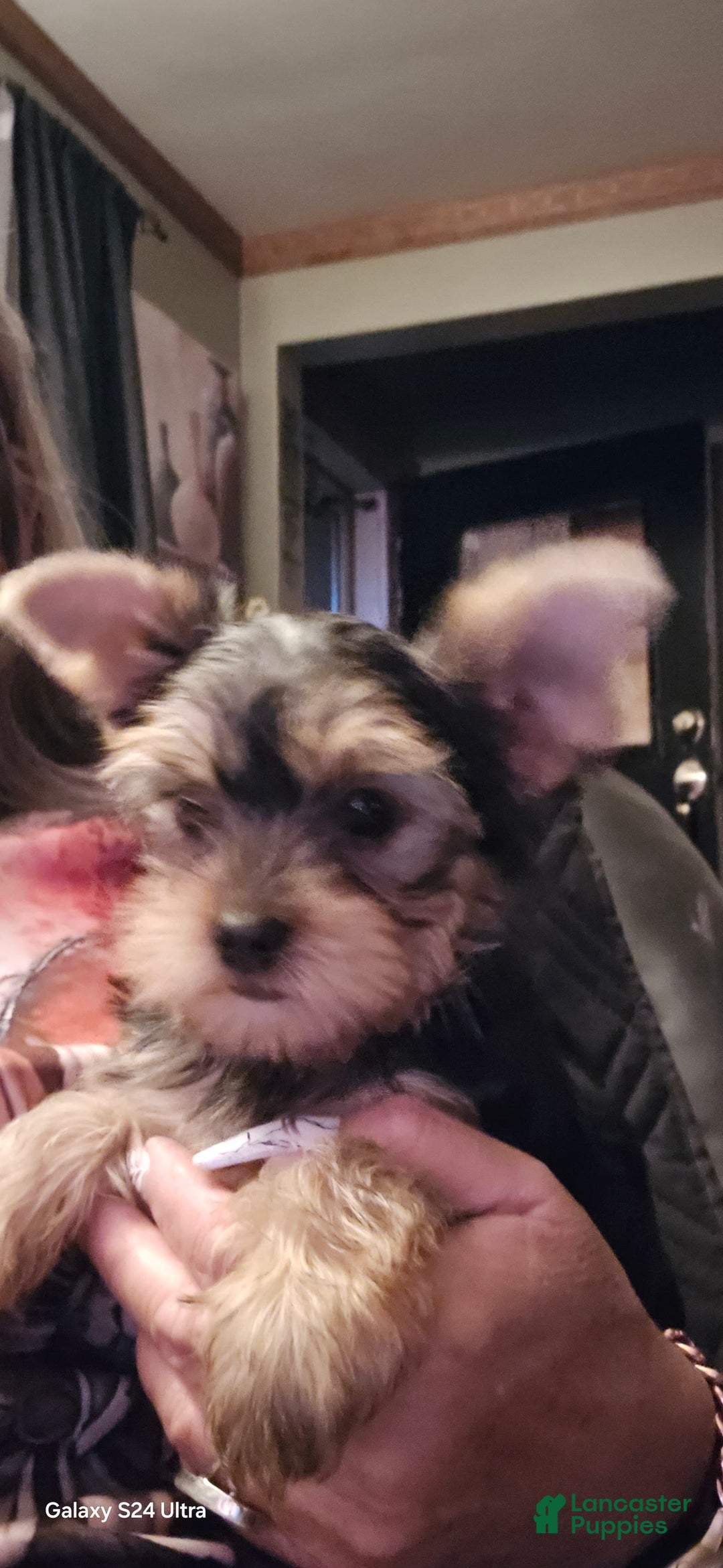 Yorkshire Terrier dogs for sale: Cc - Image 31