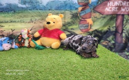 Catahoula Leopard Dog dogs for sale: Houdini 2025 Male 5 - Image 3