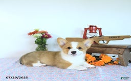 Welsh Corgi Pembroke dogs for sale: Henry - Image 2