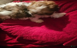 Shih Tzu dogs for sale: Not Named - Image 15