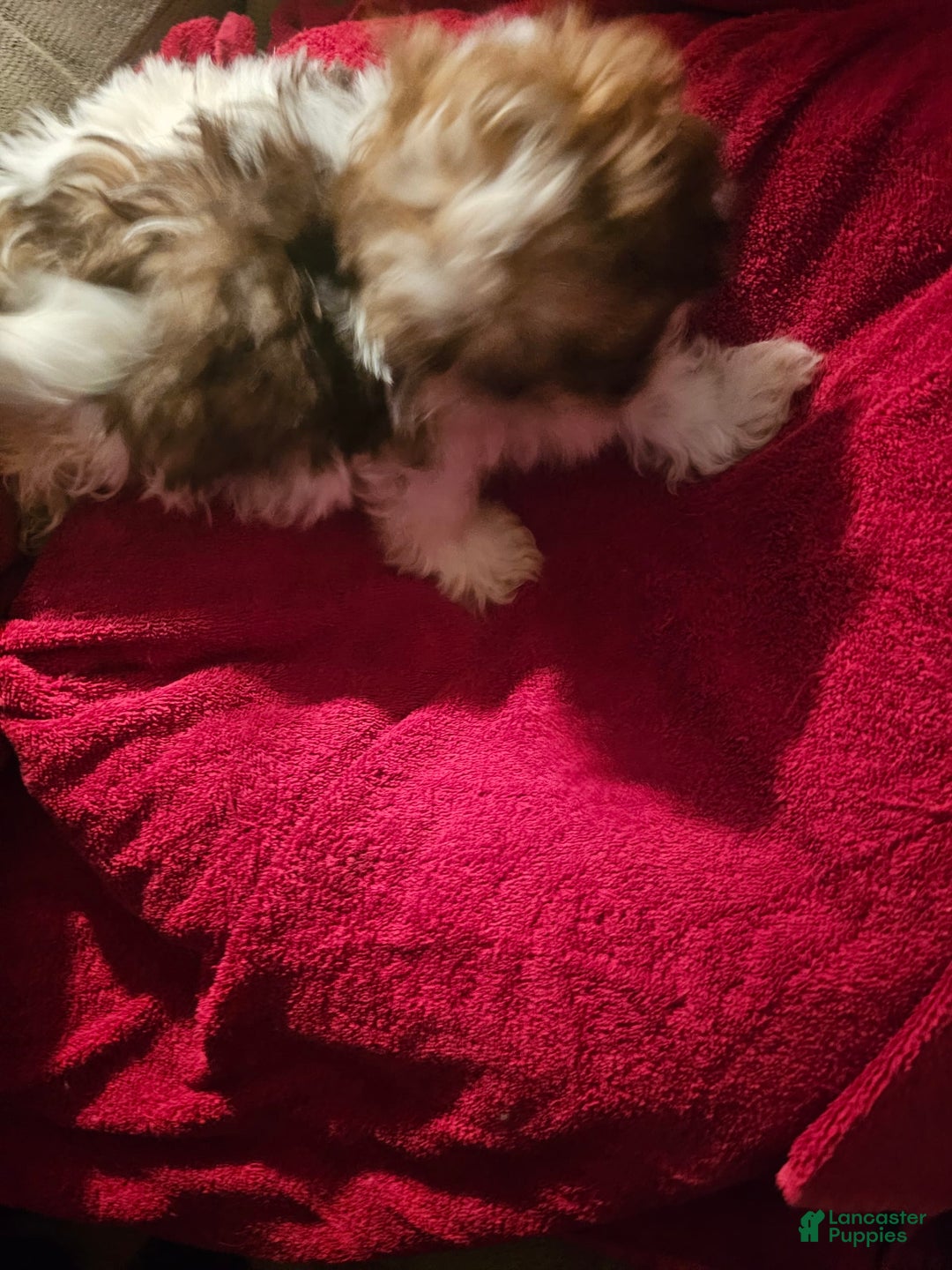 Shih Tzu dogs for sale: Not Named - Image 15